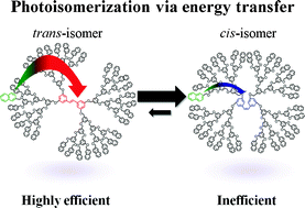Graphical abstract: Photoisomerization and energy transfer in naphthalene-terminated stilbene dendrimers