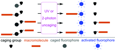 Graphical abstract: Photoactivatable fluorophores and techniques for biological imaging applications