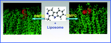 Graphical abstract: Differential interactions of a biological photosensitizer with liposome membranes having varying surface charges