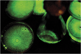 Graphical abstract: Evidence that a single bioluminescent system is shared by all known bioluminescent fungal lineages