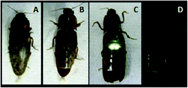 Graphical abstract: Luciferase from Fulgeochlizus bruchi (Coleoptera:Elateridae), a Brazilian click-beetle with a single abdominal lantern: molecular evolution, biological function and comparison with other click-beetle luciferases