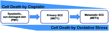 Graphical abstract: Pattern of sensitivity of progressive cutaneous squamous cell carcinoma cells to UVB and oxidative stress-induced cell death