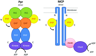 Graphical abstract: The growing family of photoactive yellow proteins and their presumed functional roles