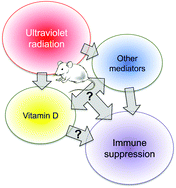 Graphical abstract: The current state of play of rodent models to study the role of vitamin D in UV-induced immunomodulation