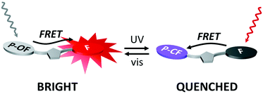 Graphical abstract: Fluorescence photoswitching and photoreversible two-way energy transfer in a photochrome–fluorophore dyad