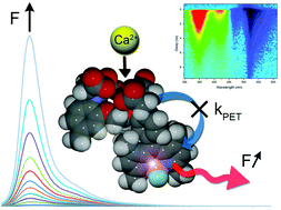 Graphical abstract: Dynamics of ion-regulated photoinduced electron transfer in BODIPY-BAPTA conjugates