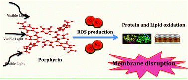 Graphical abstract: Cationic galactoporphyrin photosensitisers against UV-B resistant bacteria: oxidation of lipids and proteins by 1O2