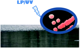 Graphical abstract: Occurrence and low pressure ultraviolet inactivation of yeasts in real water sources