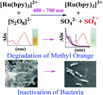 Graphical abstract: Photodegradation of methyl orange and photoinactivation of bacteria by visible light activation of persulphate using a tris(2,2′-bipyridyl)ruthenium(ii) complex