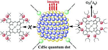 Graphical abstract: Photophysical properties of CdSe quantum dot self-assemblies with zinc phthalocyanines and azaphthalocyanines