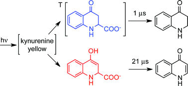 Graphical abstract: Photochemistry of aqueous solutions of kynurenic acid and kynurenine yellow