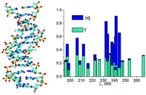 Graphical abstract: Effects of dynamic disorder on exciton delocalization and photoinduced charge separation in DNA