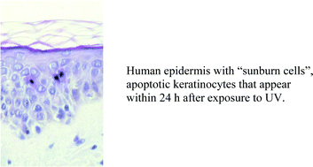 Graphical abstract: The art and science of photodermatology – beyond the surface of the skin