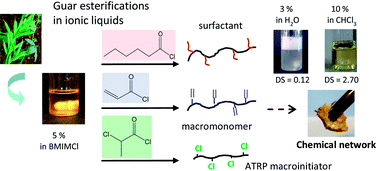Graphical abstract: Functional galactomannan platform from convenient esterification in imidazolium-based ionic liquids