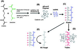 Graphical abstract: A fluorescently labeled, hyperbranched polymer synthesized from DE-ATRP for the detection of DNA hybridization