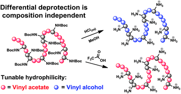Graphical abstract: Amino acid vinyl esters: a new monomer palette for degradable polycationic materials