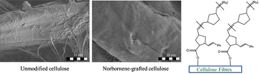 Graphical abstract: Surface-initiated ring-opening metathesis polymerisation from cellulose fibres