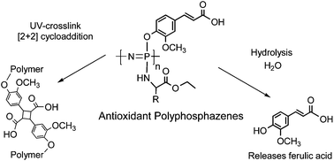 Graphical abstract: Design and examination of an antioxidant-containing polyphosphazene scaffold for tissue engineering