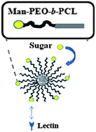 Graphical abstract: Easy functionalization of amphiphilic poly(ethylene oxide)-b-poly(ε-caprolactone) copolymer micelles with unprotected sugar: synthesis and recognition by lectins
