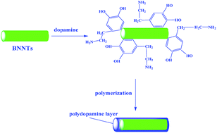 Graphical abstract: Novel polymer nanocomposites from bioinspired green aqueous functionalization of BNNTs