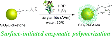 Graphical abstract: Surface-initiated enzymatic vinyl polymerization: synthesis of polymer-grafted silica particles using horseradish peroxidase as catalyst