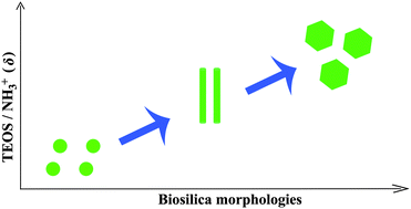 Graphical abstract: Controlled biomimetic silica formation using star-shaped poly(l-lysine)