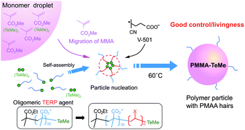 Graphical abstract: Emulsifier-free, organotellurium-mediated living radical emulsion polymerization (emulsion TERP) of methyl methacrylate with dimethyl ditelluride as the catalyst