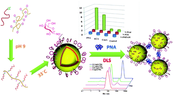 Graphical abstract: Polymeric vesicles mimicking glycocalyx (PV-Gx) for studying carbohydrate–protein interactions in solution