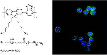 Graphical abstract: PEGylated conjugated polyelectrolytes containing 2,1,3-benzoxadiazole units for targeted cell imaging