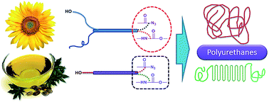 Graphical abstract: AB type polyaddition route to thermoplastic polyurethanes from fatty acid derivatives