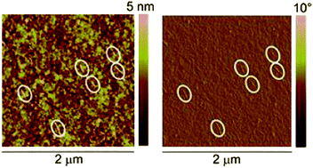 Graphical abstract: Synthesis of a poly(2-azanorbornene) with a high degree of cis-TT-stereoregularity and a regular secondary solution structure