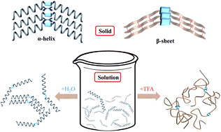 Graphical abstract: Aggregation induced emission enhancement in relation to the secondary structures of poly(γ-benzyl-l-glutamate) containing a fluorescent tetraphenylthiophene moiety