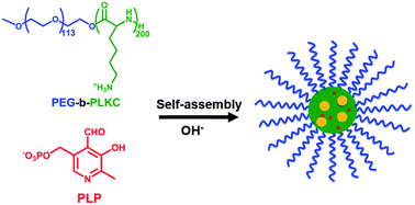 Graphical abstract: pH and enzymatic double-stimuli responsive multi-compartment micelles from supra-amphiphilic polymers