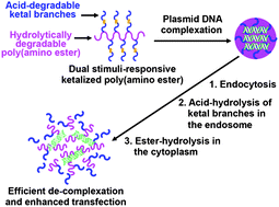 Graphical abstract: Ketalized poly(amino ester) for stimuli-responsive and biocompatible gene delivery