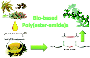 Graphical abstract: Methyl 10-undecenoate as a raw material for the synthesis of renewable semi-crystalline polyesters and poly(ester-amide)s
