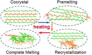 Graphical abstract: A novel melting behavior of poly(3-alkylthiophene) cocrystals: premelting and recrystallization of component polymers
