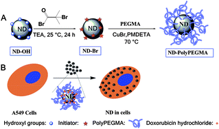 Graphical abstract: PolyPEGylated nanodiamond for intracellular delivery of a chemotherapeutic drug