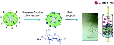 Graphical abstract: Synthesis and lectin recognition studies of glycosylated polystyrene microspheres functionalized via thiol–para-fluorine “click” reaction