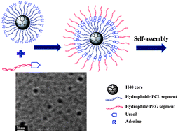 Graphical abstract: Supramolecular amphiphilic multiarm hyperbranched copolymer: synthesis, self-assembly and drug delivery applications