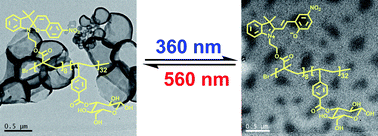 Graphical abstract: Photocleavable glycopolymer aggregates