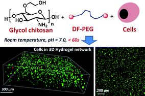 Graphical abstract: Facilely prepared inexpensive and biocompatible self-healing hydrogel: a new injectable cell therapy carrier