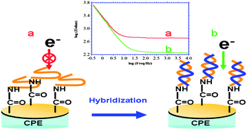 Graphical abstract: Electrochemically reduced graphene oxide-enhanced electropolymerization of poly-xanthurenic acid for direct, “signal-on” and high sensitive impedimetric sensing of DNA