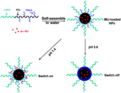 Graphical abstract: pH-sensitive nanoparticles prepared from amphiphilic and biodegradable methoxy poly(ethylene glycol)-block-(polycaprolactone-graft-poly(methacrylic acid)) for oral drug delivery