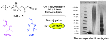 Graphical abstract: Thermoresponsive block copolymers containing reactive azlactone groups and their bioconjugation with lysozyme