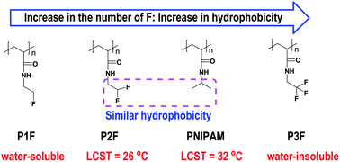 Graphical abstract: Thermoresponsive fluorinated polyacrylamides with low cytotoxicity