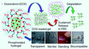 Graphical abstract: Biocompatible and pH-sensitive PEG hydrogels with degradable phosphoester and phosphoamide linkers end-capped with amine for controlled drug delivery
