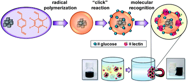 Graphical abstract: Surface modification of magnetite hybrid particles with carbohydrates and gold nanoparticles via “click” chemistry