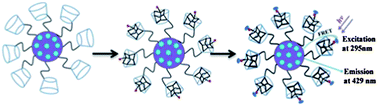 Graphical abstract: A β-cyclodextrin-containing polymeric salicylidene Schiff base: synthesis, zinc ion coordination and fluorescence resonance energy transfer with protein