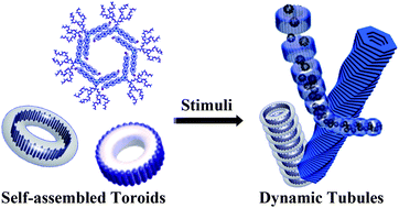Graphical abstract: From self-assembled toroids to dynamic nanotubules