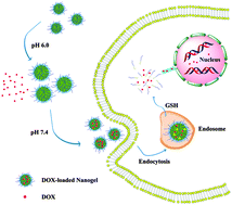 Graphical abstract: pH and reduction dual-responsive nanogel cross-linked by quaternization reaction for enhanced cellular internalization and intracellular drug delivery